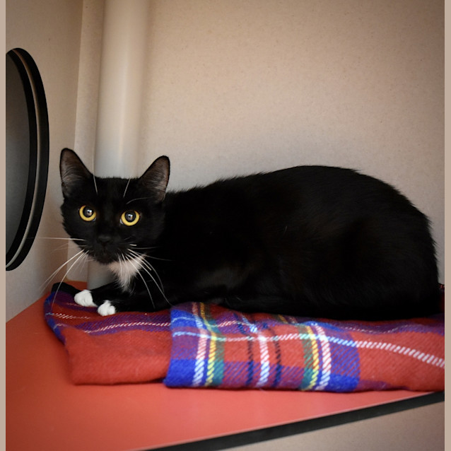 Photo of Sox
