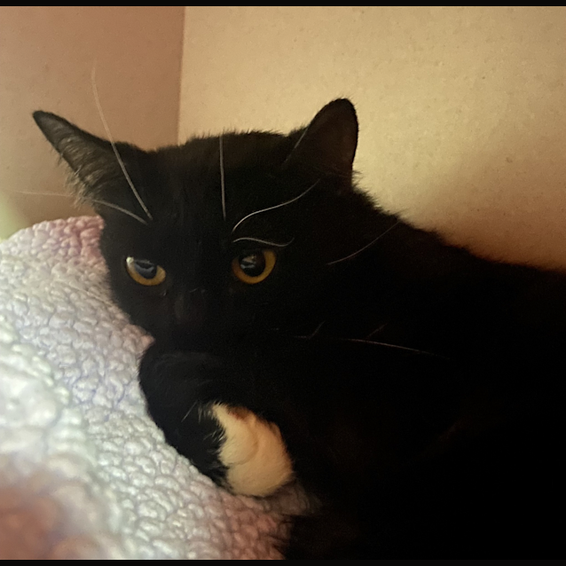 Photo of Sox