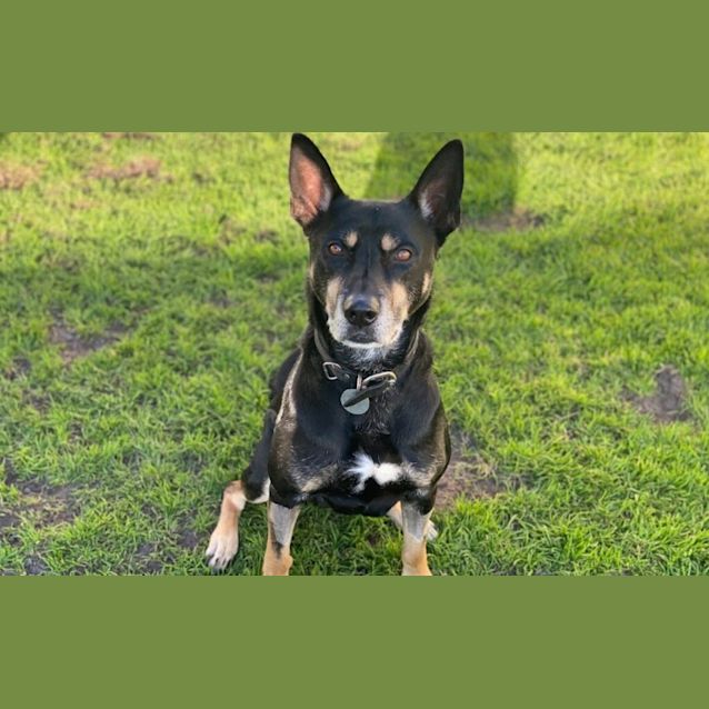 Photo of Dobby