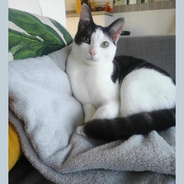 Photo of Blackcurrant