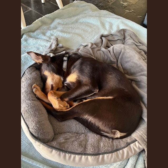 Photo of Rip