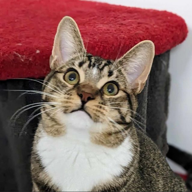 Photo of Trixie   Located In Preston