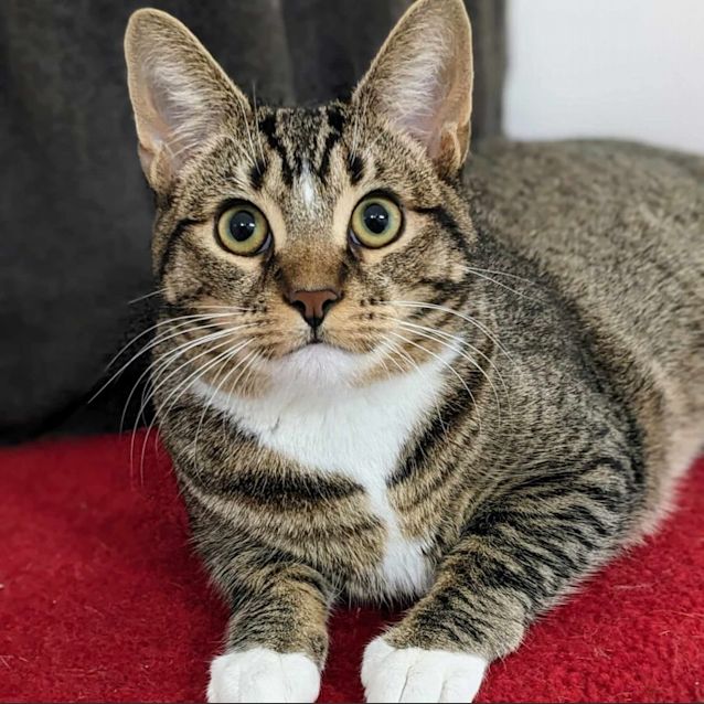 Photo of Trixie   Located In Preston