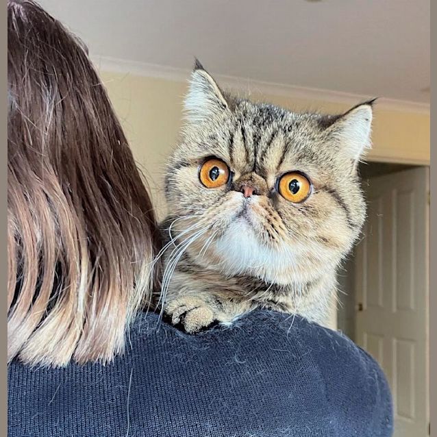 Photo of 🦉Nushka🦉