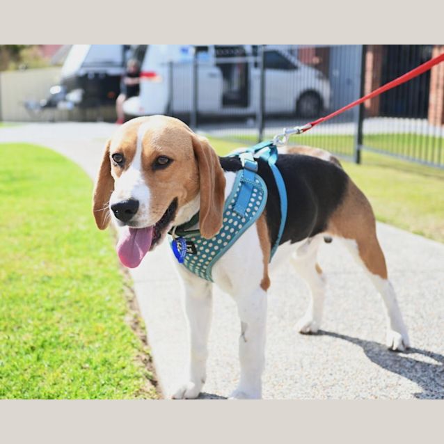 Photo of Rocco   10 Month Old Beagle (Hold)