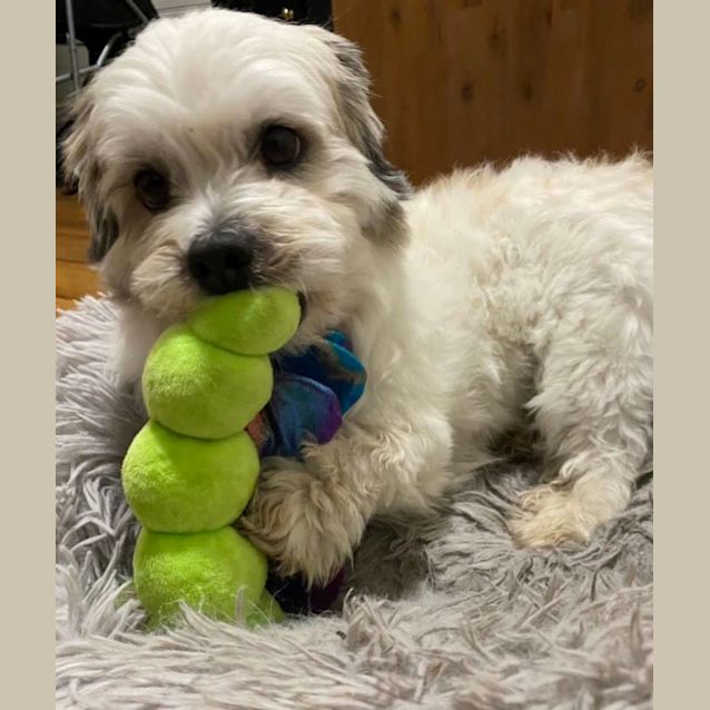 Photo of Jay   3 Year Old Maltese Terrier (Trial)