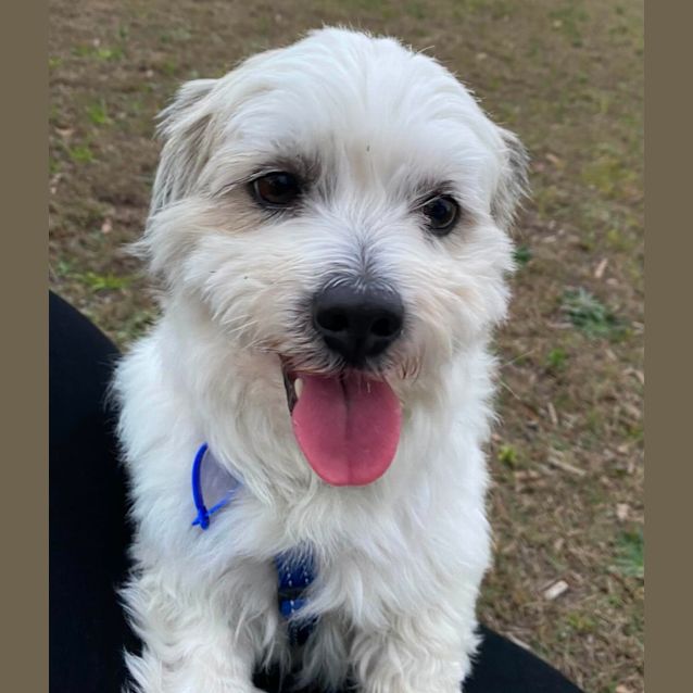 Photo of Jay   3 Year Old Maltese Terrier (Trial)