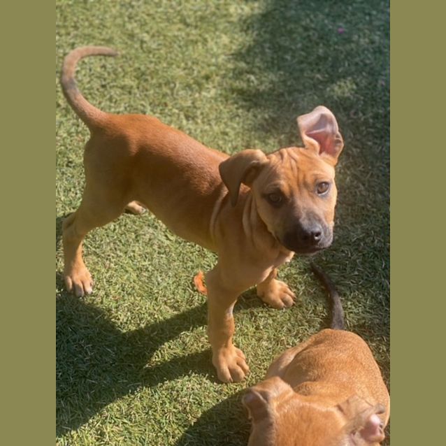 Photo of Rudi