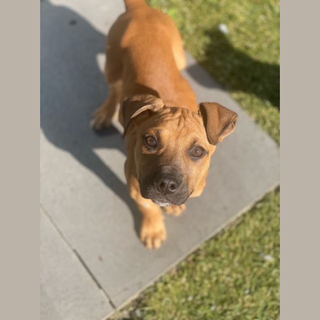Photo of Rudi