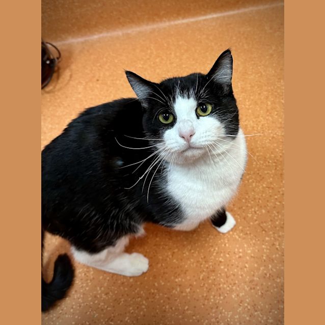 Photo of Oscar