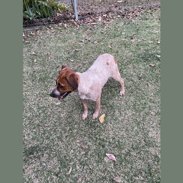 Photo of Maple