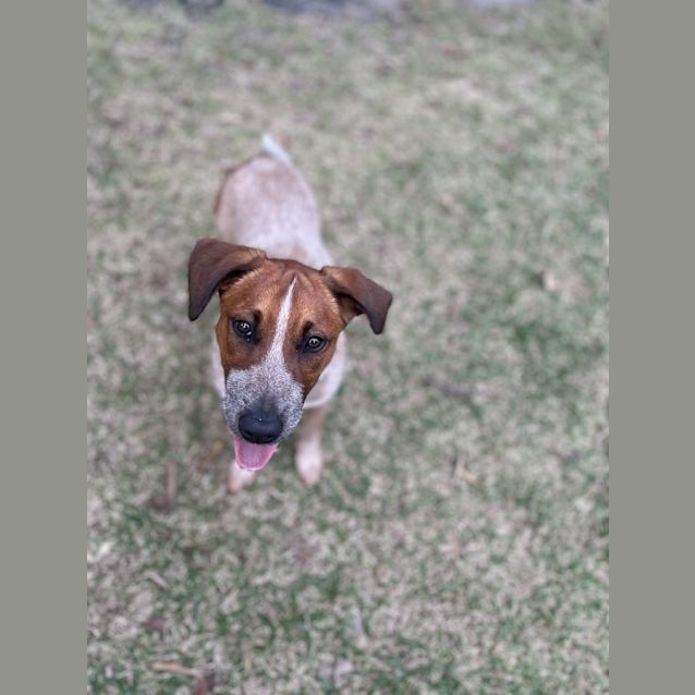 Photo of Maple