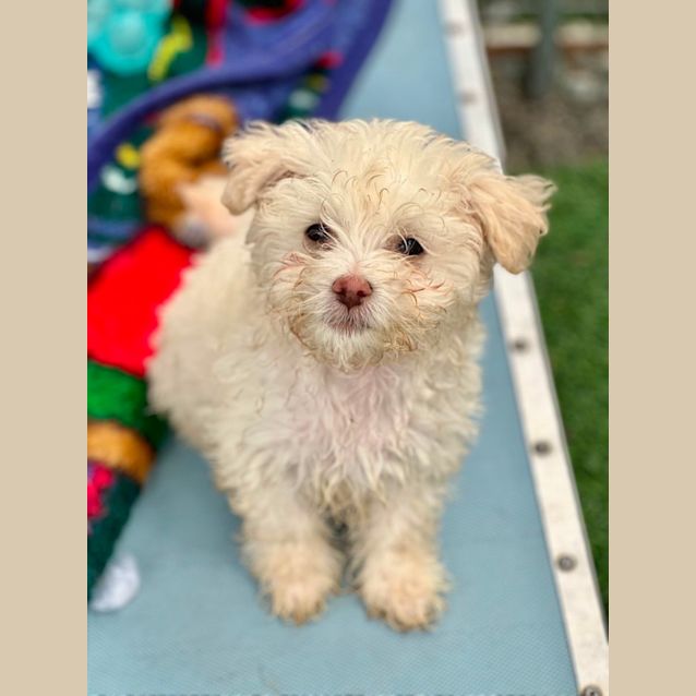 Photo of Bodhi
