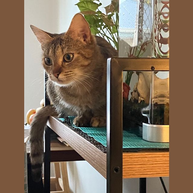 Photo of Daisy
