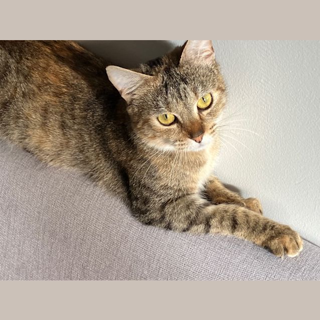Photo of Daisy