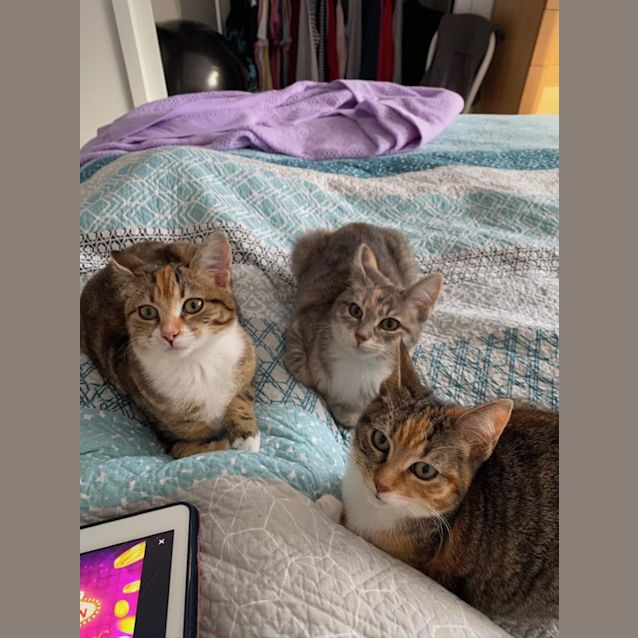 Photo of Luna (Was June)