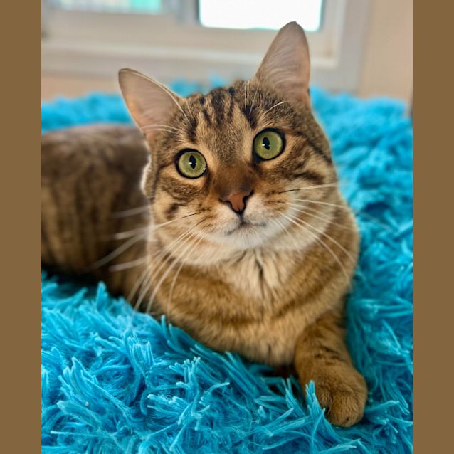 Photo of Pizza   Mowbray (Fiv)