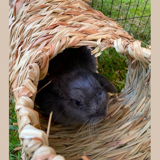 Photo of Flopsy Clifton