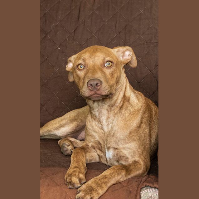 Photo of Nola   1 Year Old Kelpie X