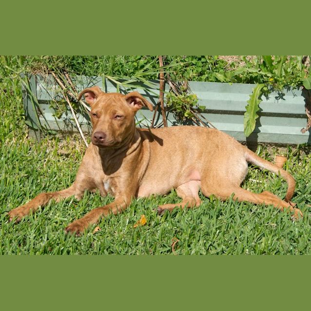 Photo of Nola   1 Year Old Kelpie X