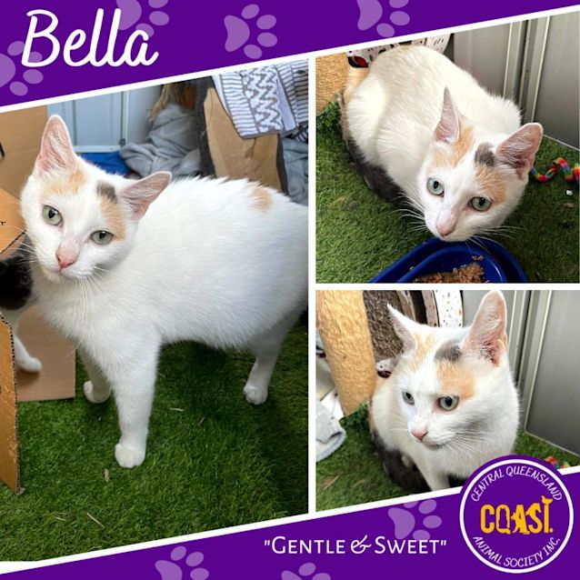 Photo of Bella
