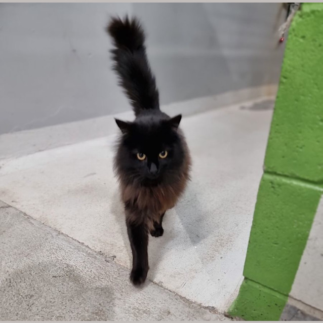 Photo of Odin