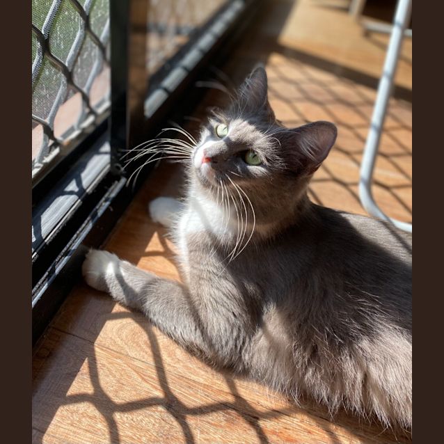 Photo of Pippi