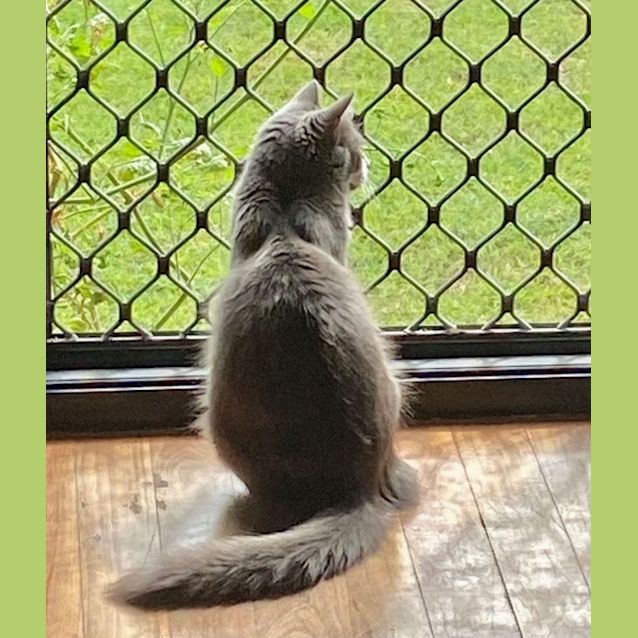 Photo of Pippi