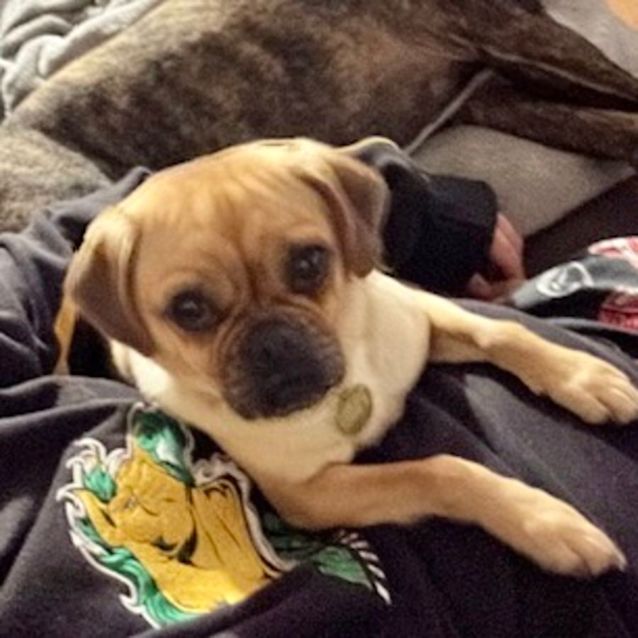 Photo of Mc Muffin