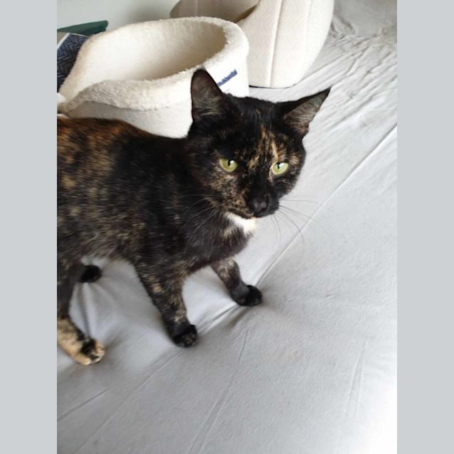 Photo of Pepper