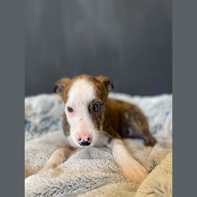 Phillip Deville - Medium Male Wolfhound x Kelpie Mix Dog in VIC - PetRescue