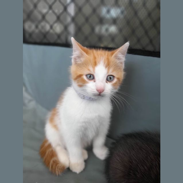 Photo of Sunkist    (K2)