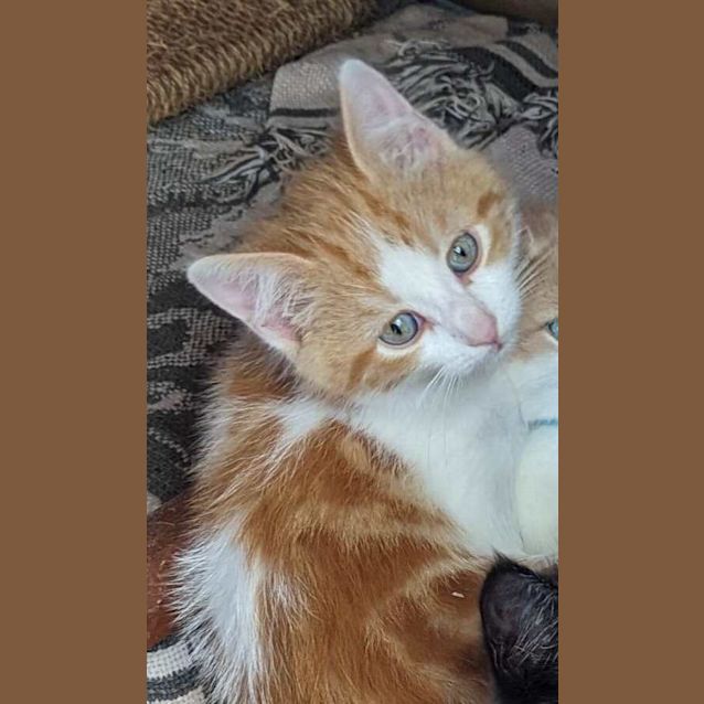 Photo of Sunkist    (K2)