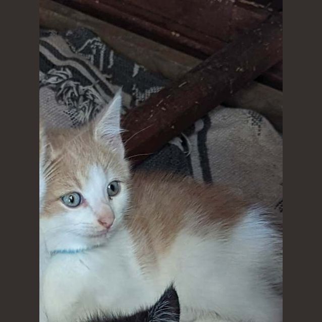 Photo of John Boy  (K3)