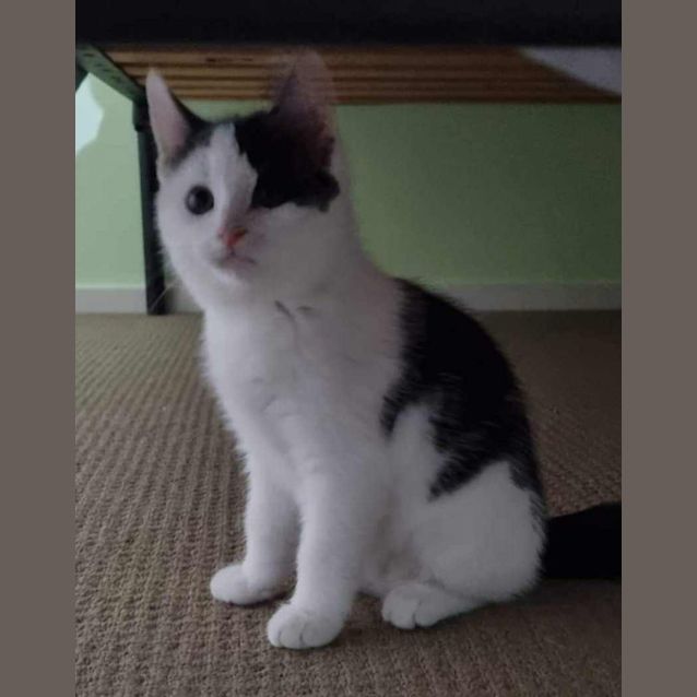 Photo of Rocko   (K5)