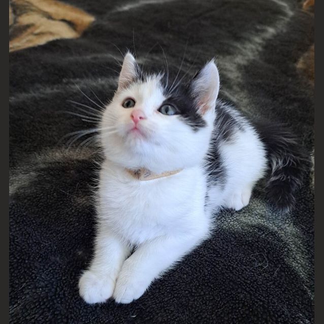 Photo of Rocko   (K5)