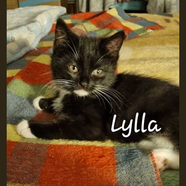 Photo of Lylla   (K8)
