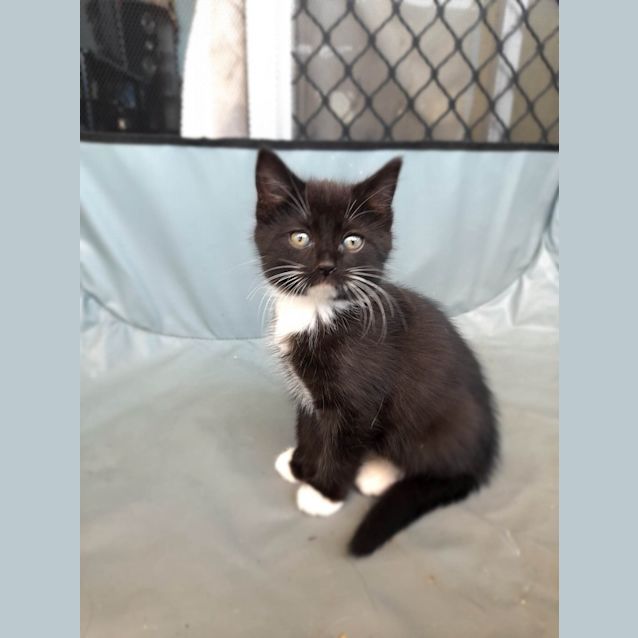 Photo of Lylla   (K8)