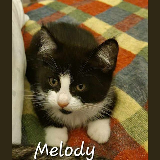 Photo of Melody  (K9)