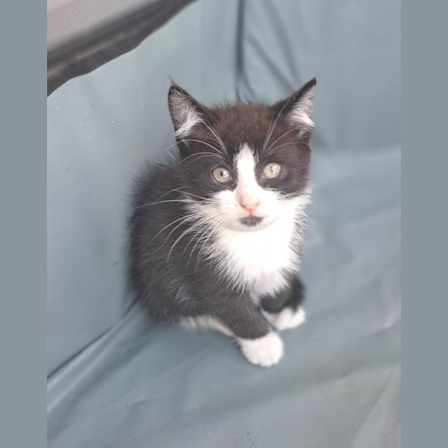 Photo of Melody  (K9)