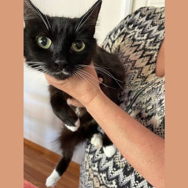 Photo of Mittens