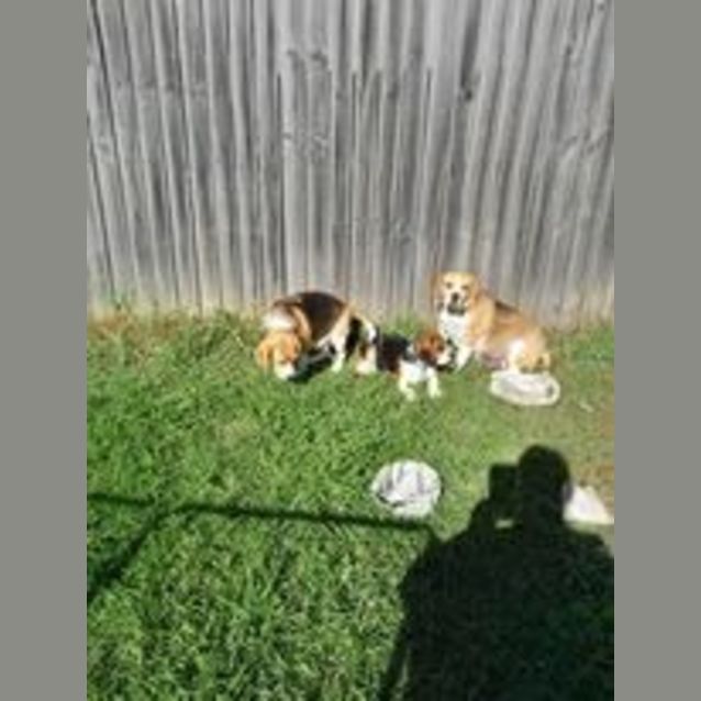 Photo of Pepper