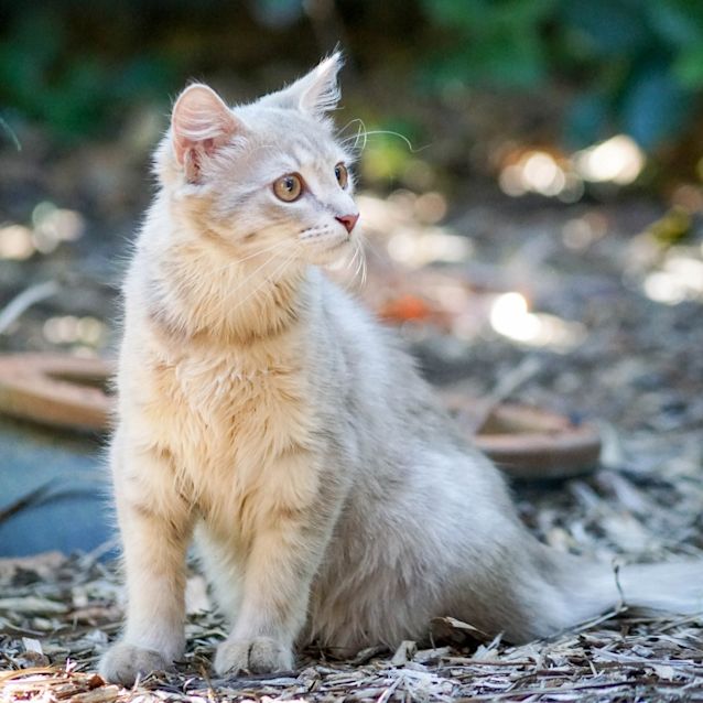 Photo of Sydney (Princess)