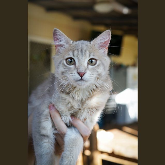 Photo of Sydney (Princess)