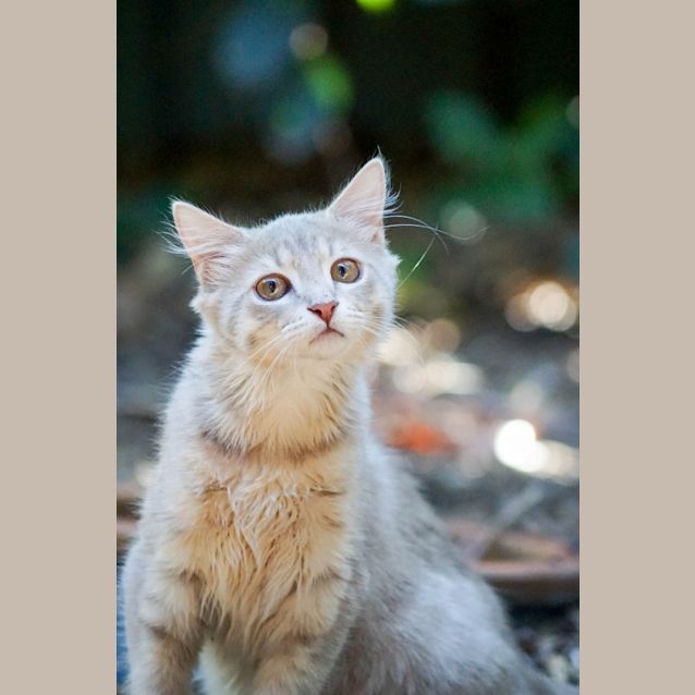 Photo of Sydney (Princess)