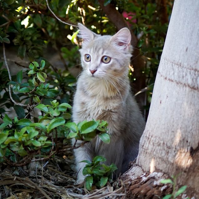 Photo of Sydney (Princess)