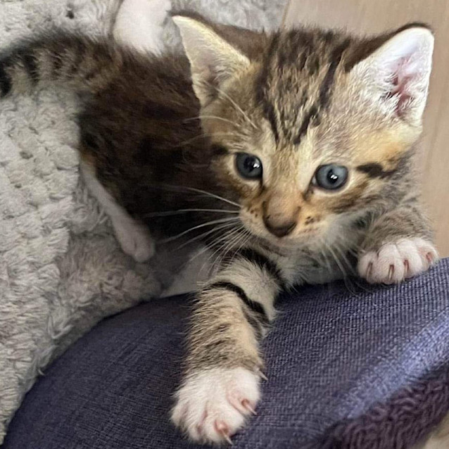 Photo of Soxy