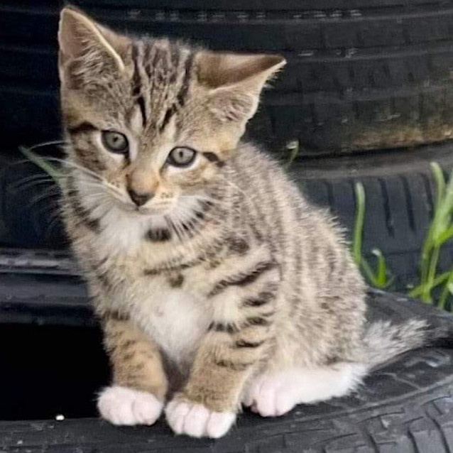 Photo of Soxy