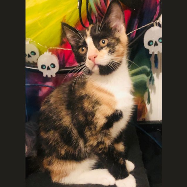 Photo of Cookie