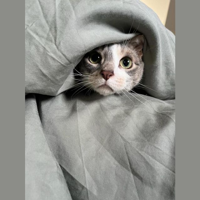 Photo of Octavia